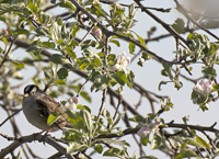 White crowned Sparrow